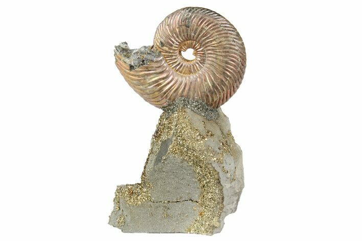 Iridescent, Pyritized Ammonite (Quenstedticeras) Fossil Display #193225